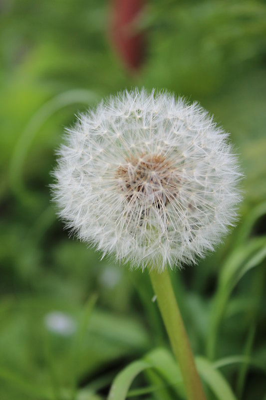 púpava lekárska Taraxacum officinale (L.) Weber ex F.H.Wigg