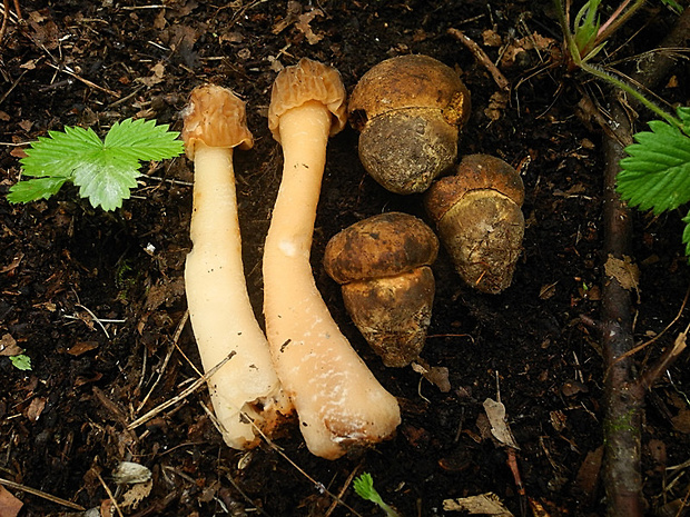 smrčkovec český a hríb zrnitohlúbikový Verpa bohemica a Neoboletus luridiformis (Krombh.) J. Schröt.