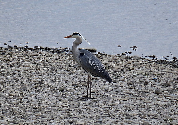 volavka popolavá Ardea cinerea