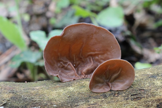 uchovec bazový Auricularia auricula-judae (Bull.) Quél.