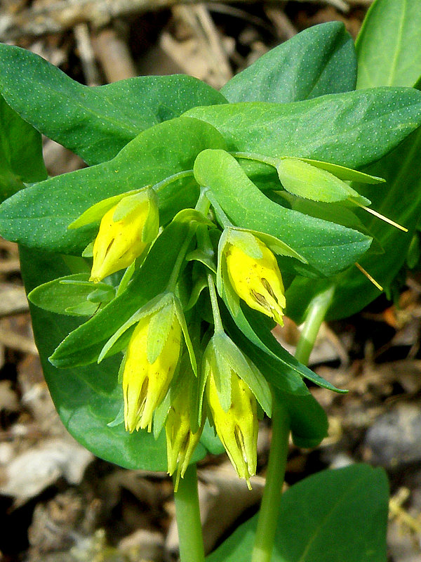 voskovka menšia Cerinthe minor L.