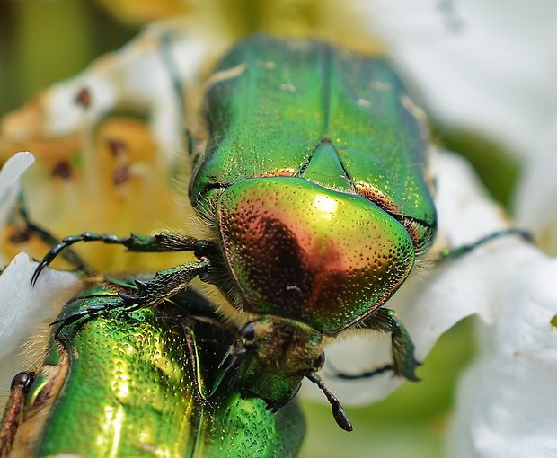 zlatoň obyčajný Cetonia aurata