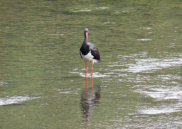 bocian čierny Ciconia nigra