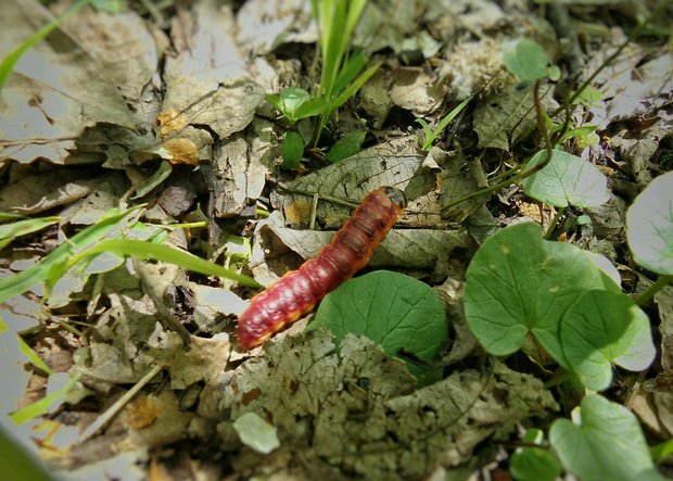 drevotoč obyčajný Cossus cossus