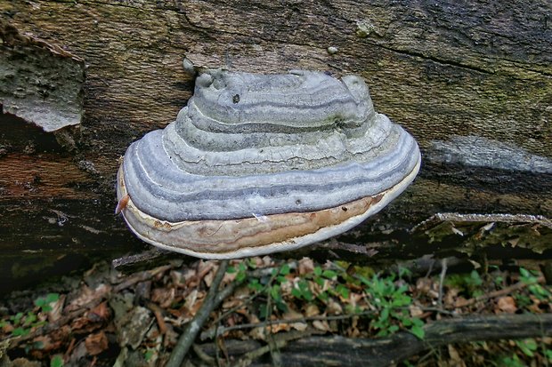 práchnovec kopytovitý Fomes fomentarius (L.) J.J. Kickx