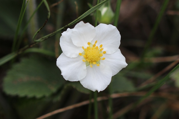 jahoda obyčajná Fragaria vesca L.