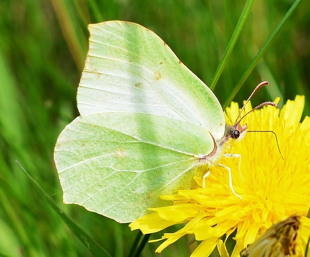 žltáčik rešetliakový Gonepteryx rhamni