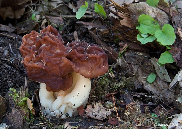 ušiak obyčajný Gyromitra esculenta (Pers.) Fr.