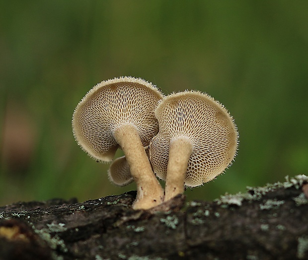 trúdnik plástovitý Lentinus arcularius (Batsch) Zmitr.