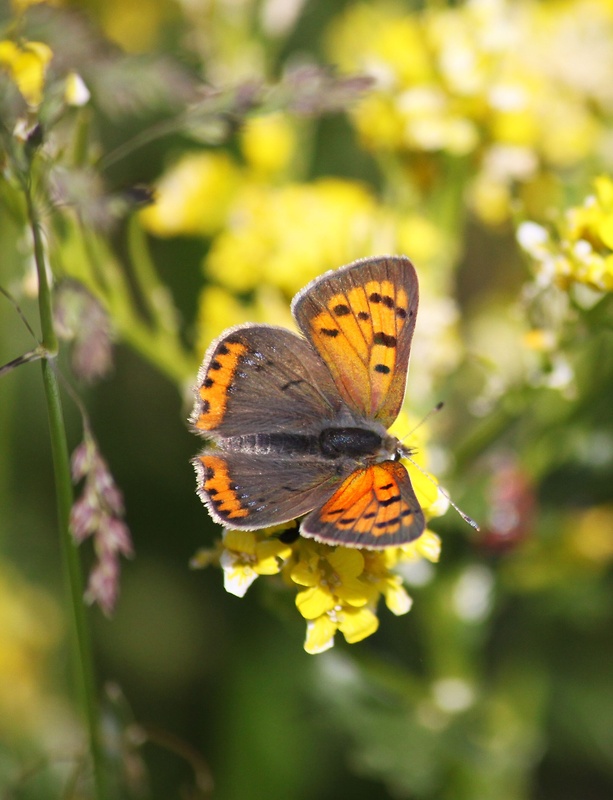 ohniváčik čiernokrídly Lycaena phlaeas