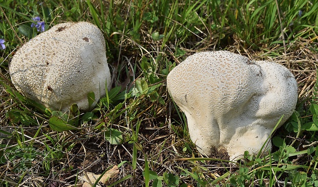 rozpadavec dlabaný Lycoperdon utriforme Bull.