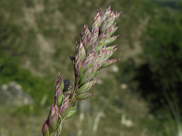 lipnica cibuľkatá úhľadná Poa bulbosa subsp. pseudoconcinna (Schur) Asch. &amp; Graebn.