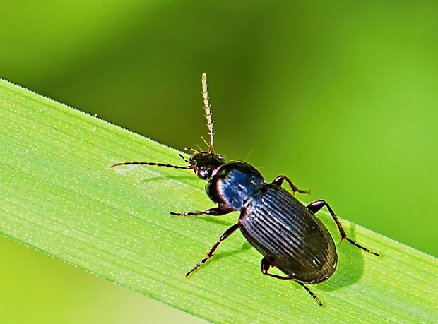 utekáčik Pterostichus vernalis