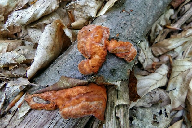 červenica rumelková Pycnoporus cinnabarinus (Jacq.) P. Karst.