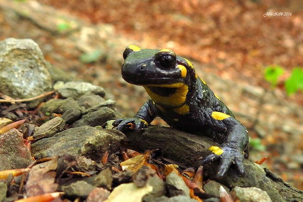 salamandra škvrnitá  Salamandra salamandra