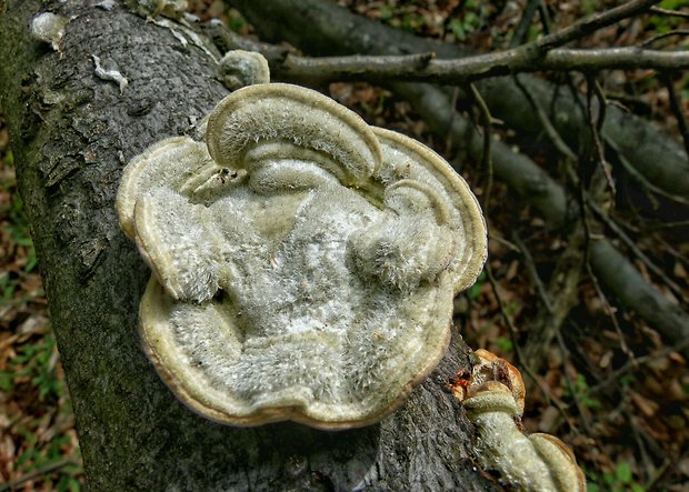 trúdnikovec chlpatý Trametes hirsuta (Wulfen) Lloyd