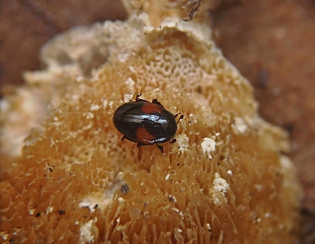 tritoma Tritoma bipustulata Fabricius, 1775