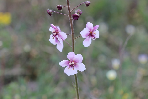 divozel tmavočervený Verbascum phoeniceum L.