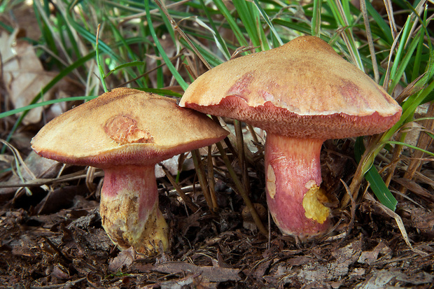 rubínovec obyčajný Chalciporus rubinus (W.G. Sm.) Singer