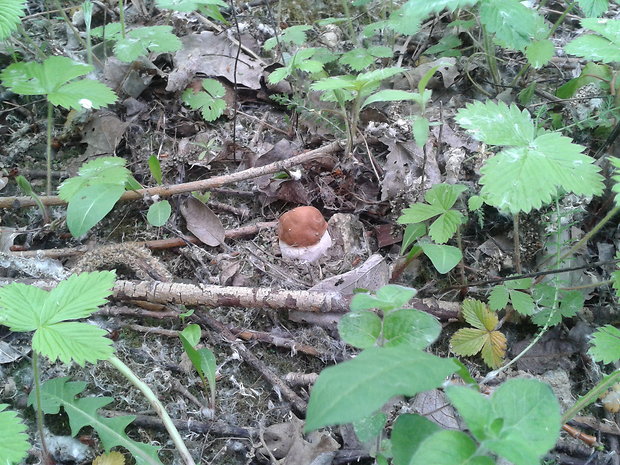 kozák osikový Leccinum albostipitatum den Bakker & Noordel.