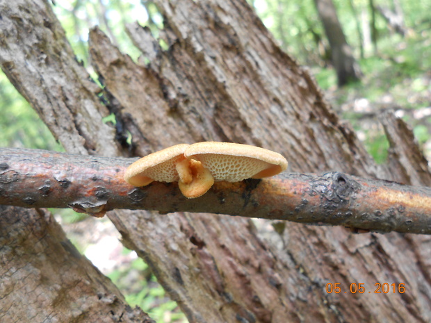 trúdnik veľkopórový Neofavolus alveolaris (DC.) Sotome & T. Hatt.