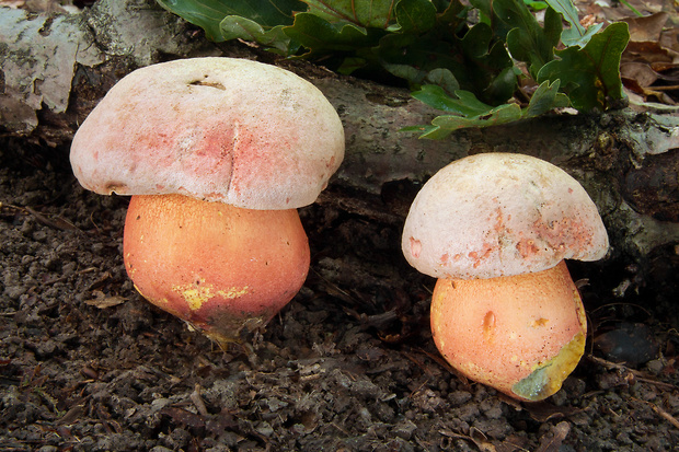 hríb Le Galovej Rubroboletus legaliae (Pilát & Dermek) Della Maggiora & Trassin.