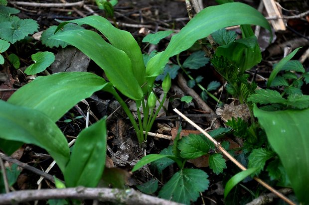 medvedí cesnak Allium ursinum L.