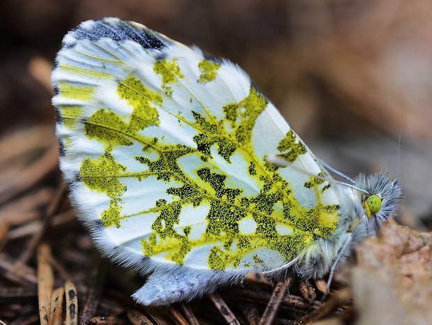 mlynárik žeruchový Anthocharis cardamines Linnaeus,1758