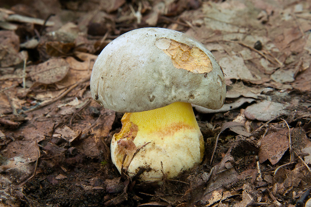 hríb striebristý Butyriboletus fechtneri (Velen.) D. Arora & J.L. Frank