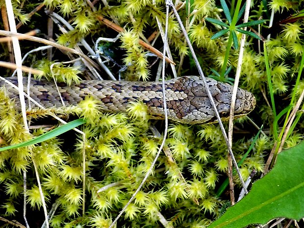 užovka hladká Coronella austriaca