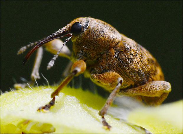 nosáčik Curculio venosus Gravenhorst, 1807