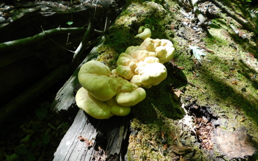 sírovec obyčajný Laetiporus sulphureus (Bull.) Murrill