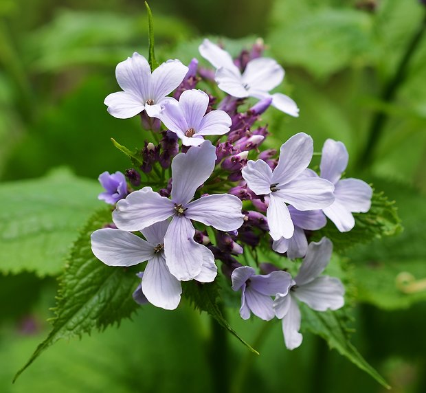 mesačnica trváca Lunaria rediviva L.