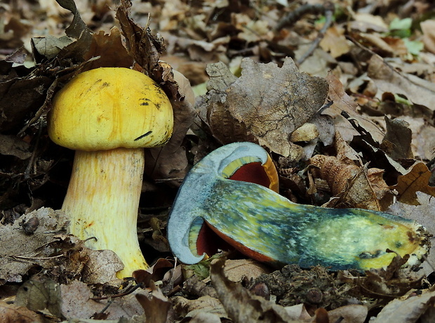 hríb zrnitohlúbikový odfarbený Neoboletus xanthopus (Quél.) Krieglst.