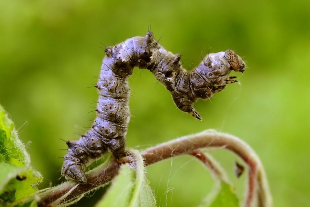 piadivka hrušková Phigalia pilosaria