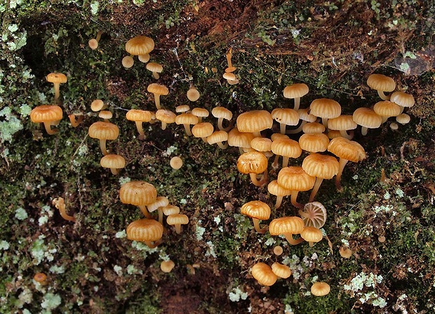 tanečnička zvončekovitá Xeromphalina campanella (Batsch) Maire