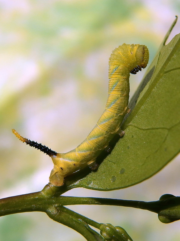 lišaj smrtkový - húsenica Acherontia atropos