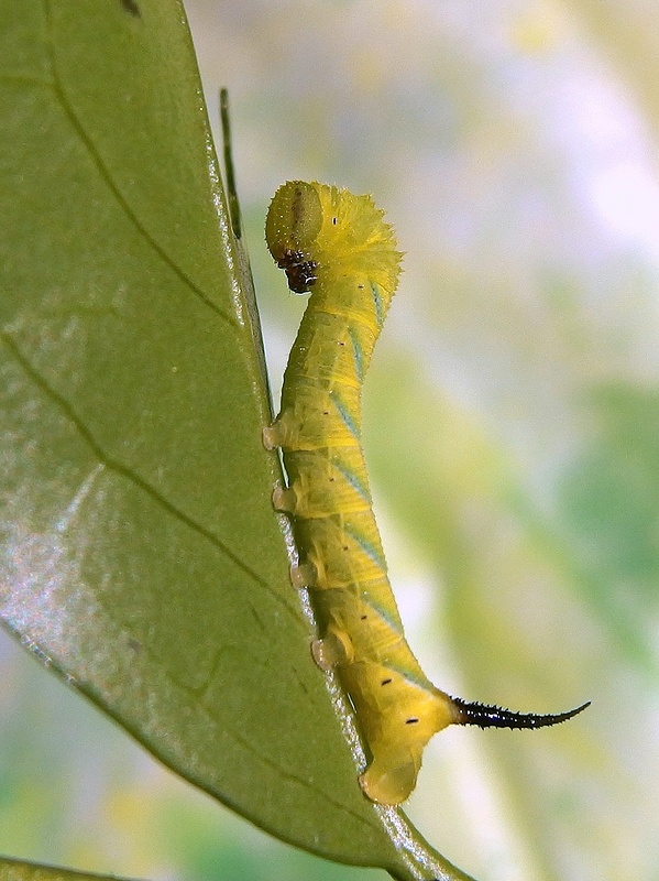 lišaj smrtkový - húsenica  Acherontia atropos