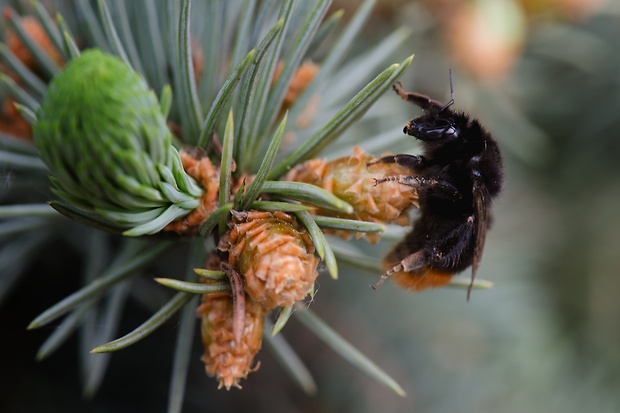 čmeľ skalný Bombus lapidarius