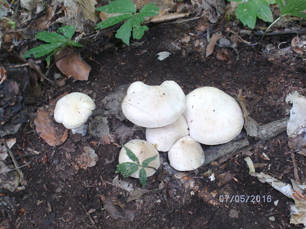 čírovnica májová Calocybe gambosa (Fr.) Donk