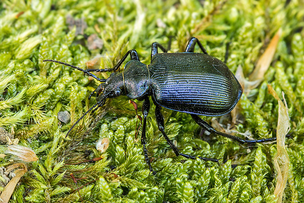 húseničiar hnedý   Calosoma inquisitor