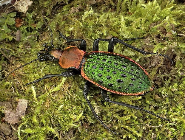 bystruška Carabus (Coptolabrus) pricipalis Bates, 1889