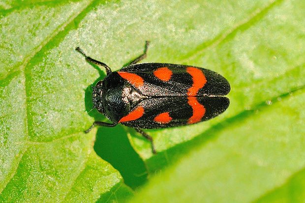 peniarka nížinná Cercopis sanguinolenta