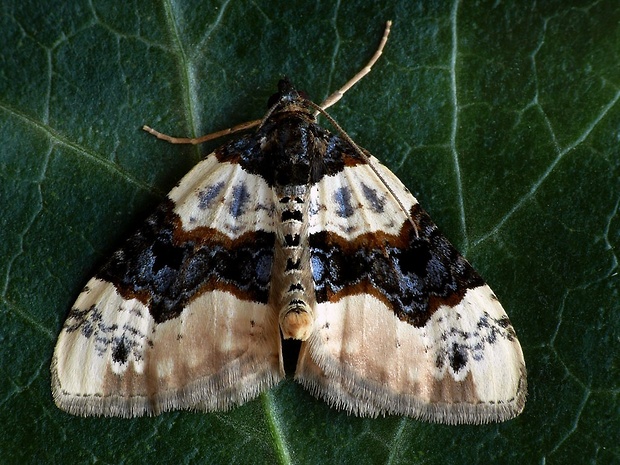 piadivka očkatá (sk) / píďalka očkovaná (cz) Cosmorhoe ocellata Linnaeus, 1758