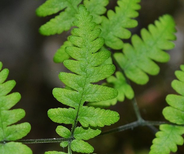 peračina dúbravová Gymnocarpium dryopteris (L.) Newman