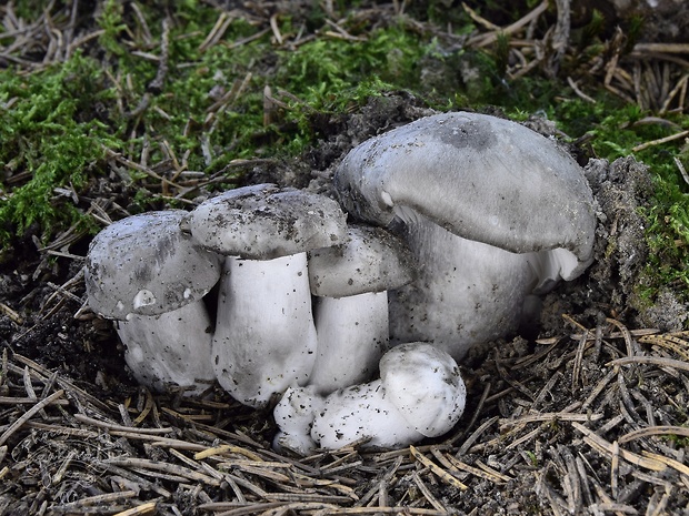 šťavnačka marcová Hygrophorus marzuolus (Fr.) Bres.