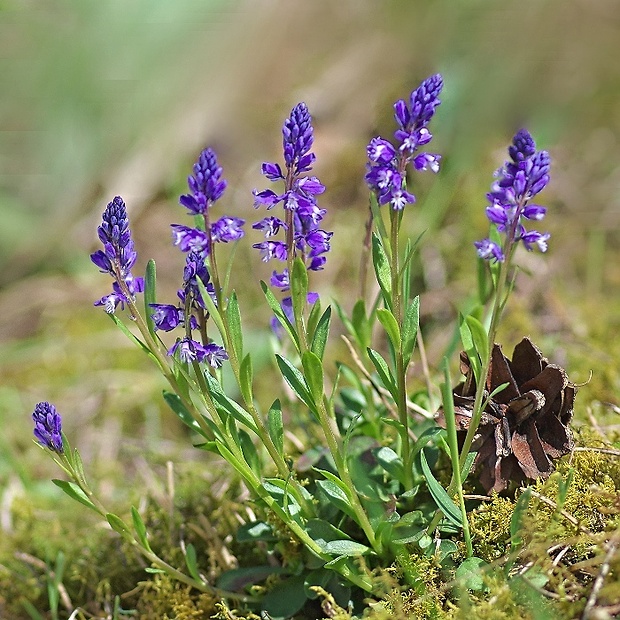 horčinka obyčajná Polygala vulgaris L.