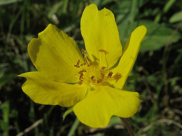 nátržník rozložitý Potentilla patula Waldst. et Kit.