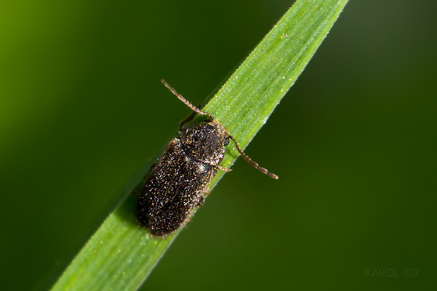 červotoč bukový Xestobium plumbeum (cf.)