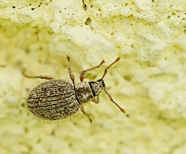 nosánik Brachysomus echinatus